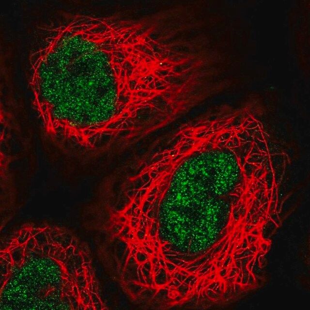 Anti-USF2 antibody produced in rabbit