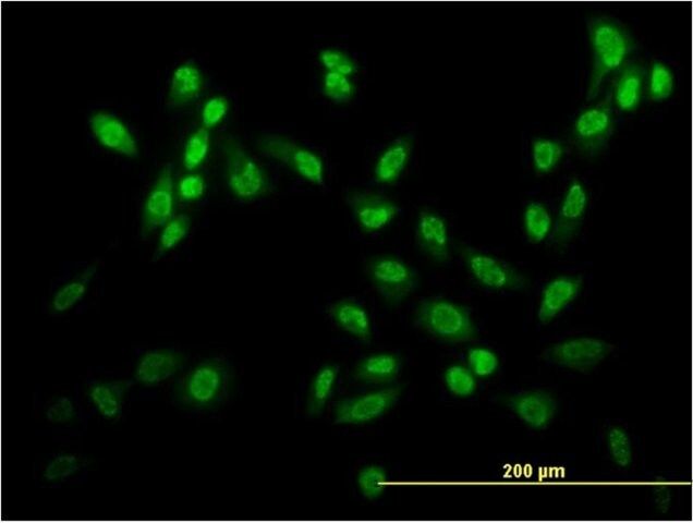 ANTI-USF2 antibody produced in mouse