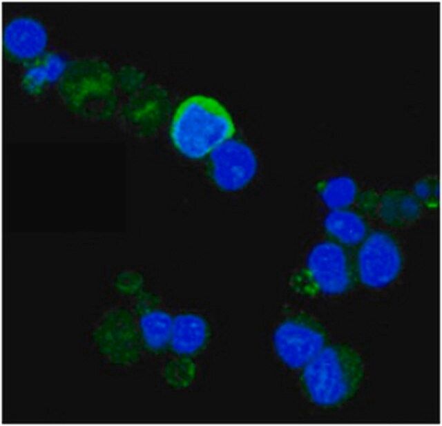 Anti-TrkA Antibody, clone 6B2