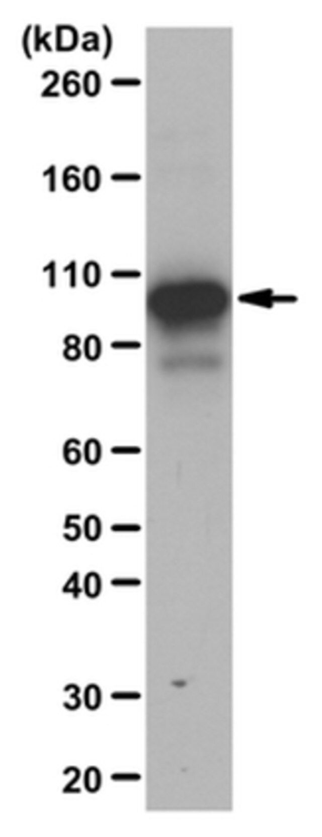 Anti-trimethyl STAT3 (Lys180) Antibody