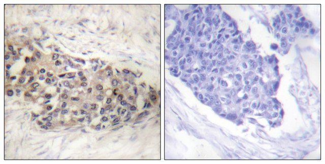 Anti-USF2 antibody produced in rabbit