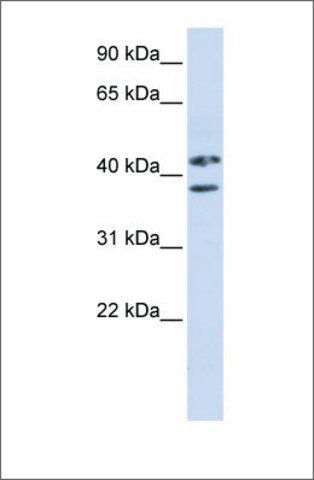 Anti-ZRANB2 (ab2) antibody produced in rabbit