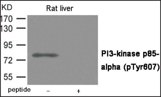 Anti-phospho-PI3-kinase p85- (pTyr<sup>607</sup>) antibody produced in rabbit