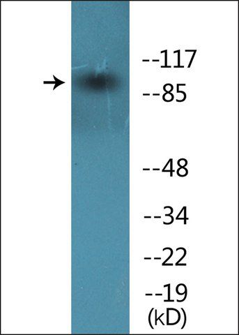 Anti-phospho-VAV1 (pTyr<sup>174</sup>) antibody produced in rabbit