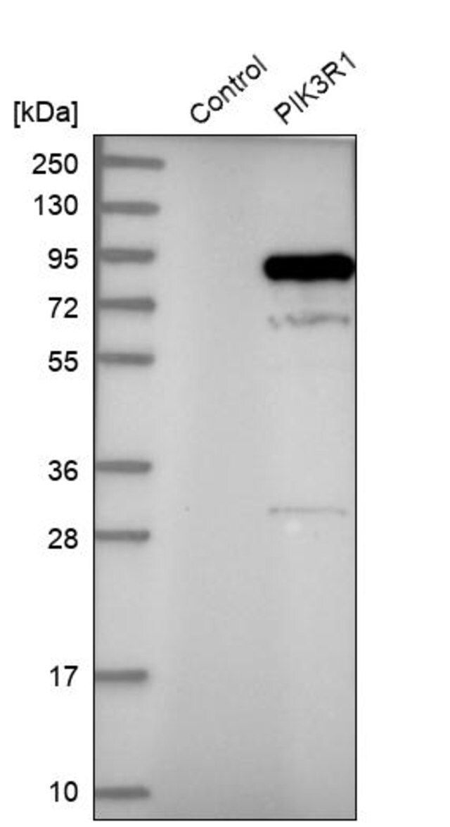 Anti-PIK3R1 antibody produced in rabbit