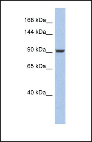 Anti-PMS2 antibody produced in rabbit