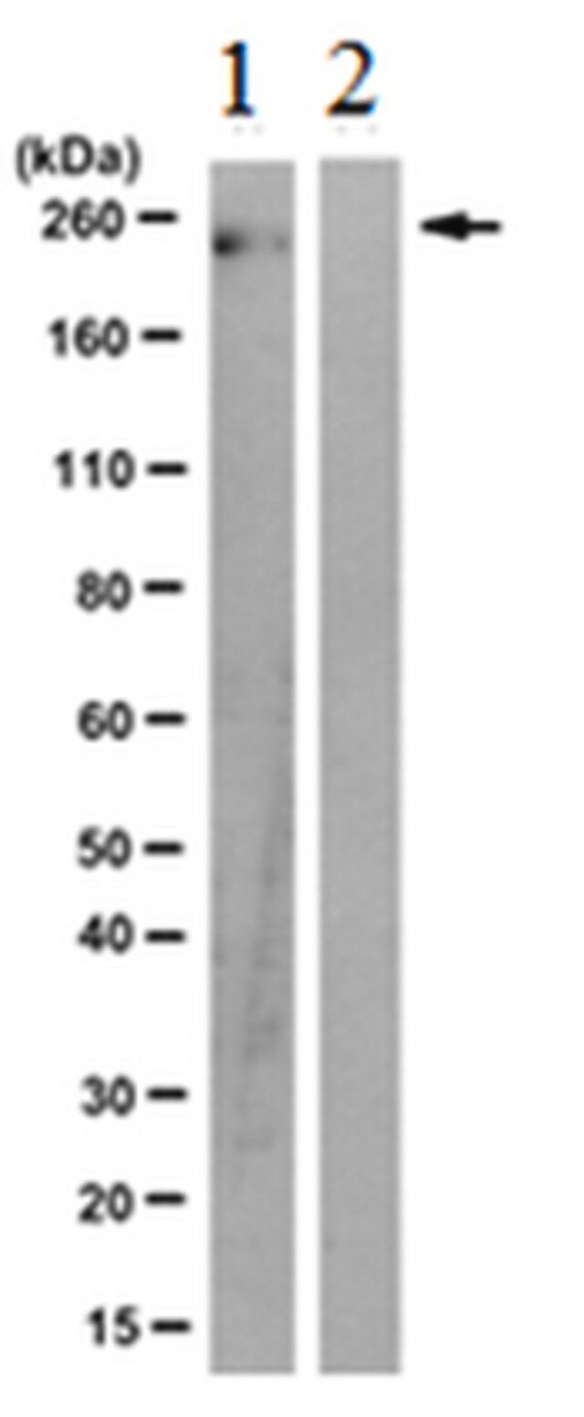 Anti-phospho-RNAPII (Tyr1) Antibody, clone 3D12