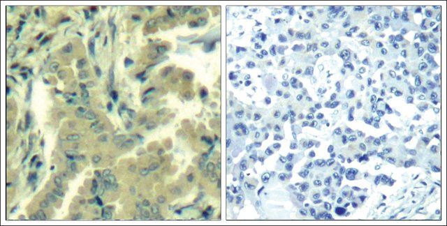 Anti-PLCG2 (Ab-1217) antibody produced in rabbit