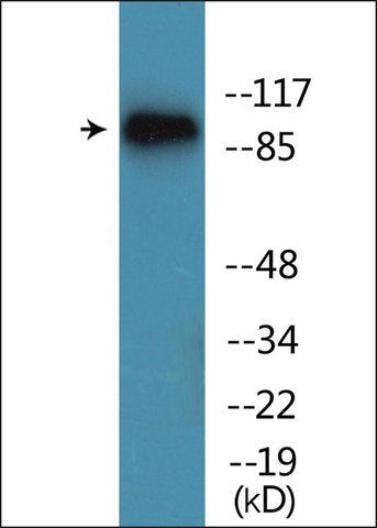 Anti-phospho-Trk B (pTyr<sup>515</sup>) antibody produced in rabbit