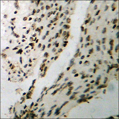 Anti-phospho-SEK1/MKK4 (pThr<sup>261</sup>) antibody produced in rabbit