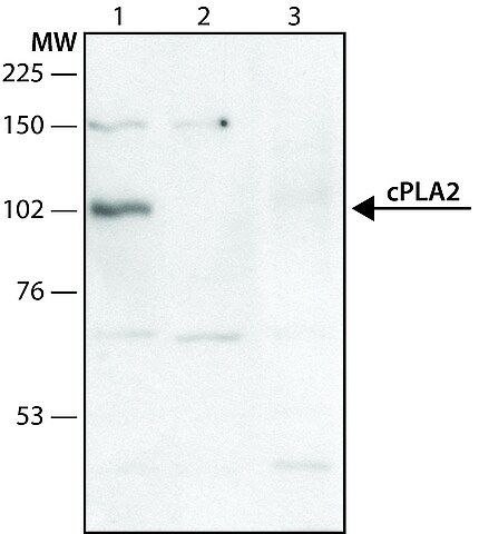 Anti-Phospholipase A2 (CPLA2) antibody produced in rabbit