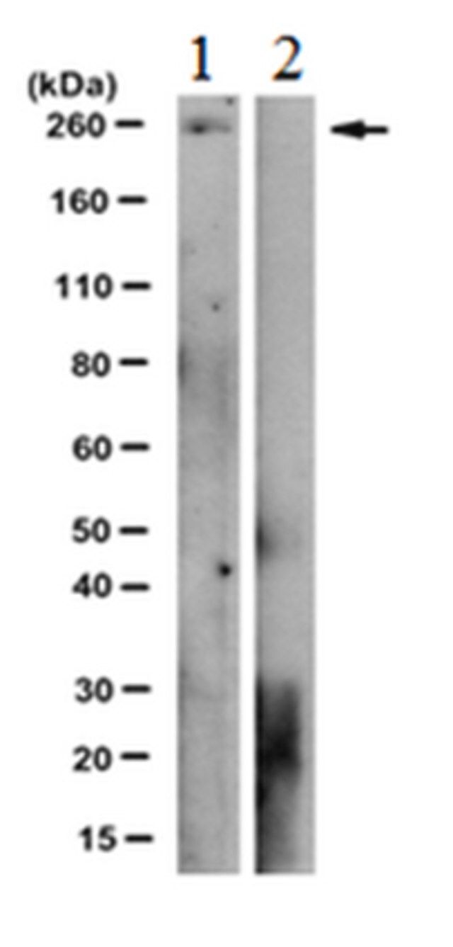 Anti-phospho-RNAPII Antibody (Thr4), clone 1G7