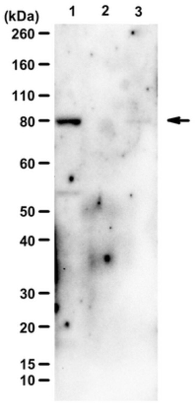 Anti-PI3 Kinase Antibody, p85