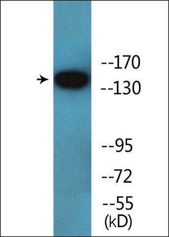 Anti-phospho-VEGFR2 (pTyr<sup>1214</sup>) antibody produced in rabbit