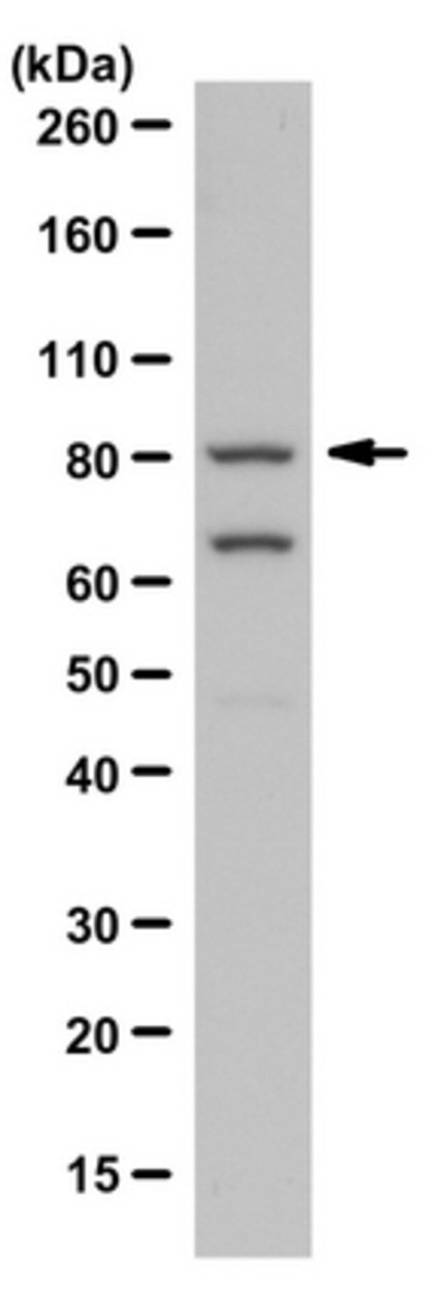 Anti-PI3 Kinase Antibody, p85