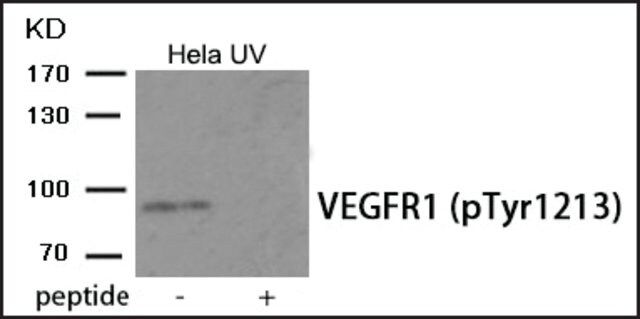 Anti-phospho-VEGFR1 (pTyr<sup>1213</sup>) antibody produced in rabbit