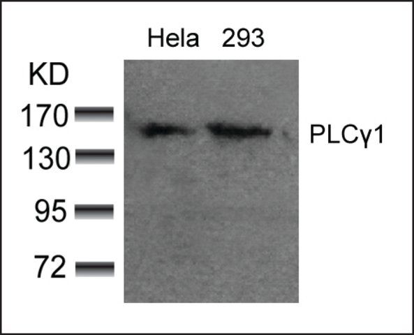 Anti-PLCG1 (Ab-783) antibody produced in rabbit