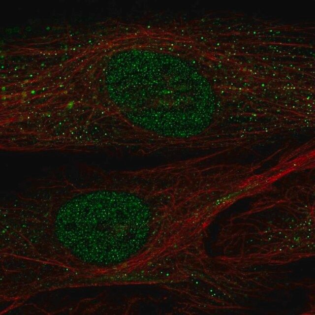 Anti-POU2F2 antibody produced in rabbit