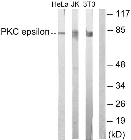 Anti-PKC  antibody produced in rabbit