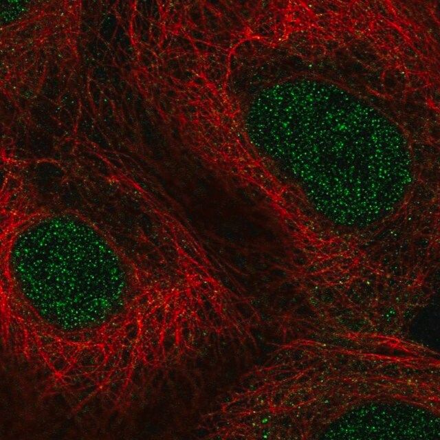 Anti-PPARA antibody produced in rabbit