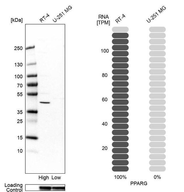 Anti-PPARG antibody produced in rabbit