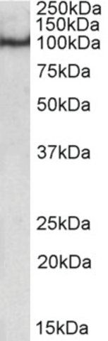 Anti-POU2F1 antibody produced in goat