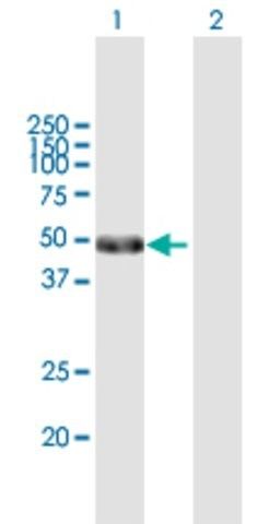 Anti-POU2F2 antibody produced in mouse