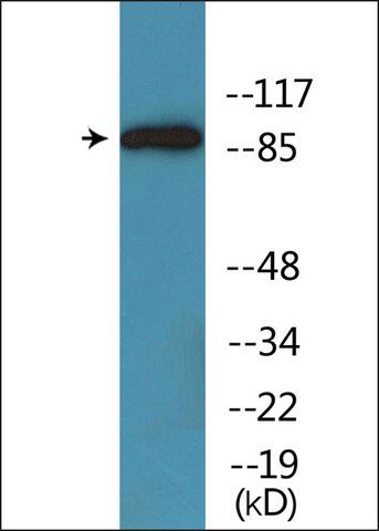 Anti-phospho-Trk A (pTyr<sup>701</sup>) antibody produced in rabbit