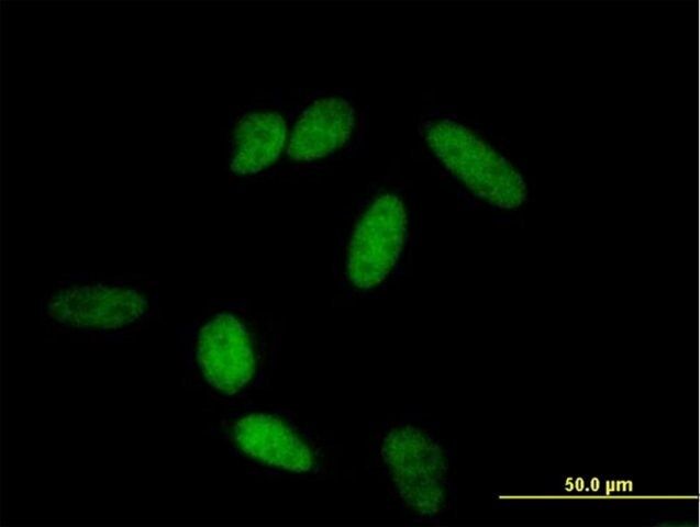 Anti-POU2F1 antibody produced in mouse