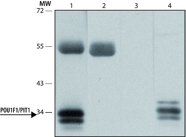 Anti-POU1F1/PIT1 antibody produced in rabbit