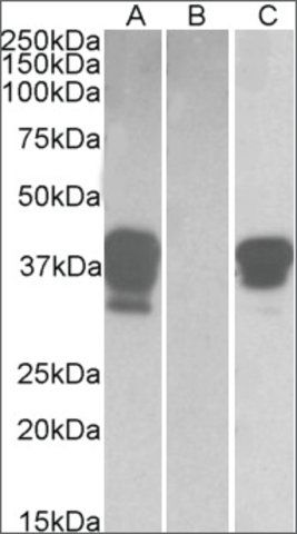 Anti-POU2AF1 (C-terminal) antibody produced in goat