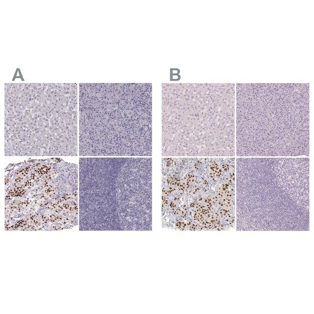 Anti-POU1F1 antibody produced in rabbit