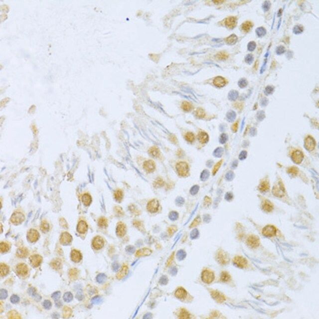 Anti-POLR2A antibody produced in rabbit