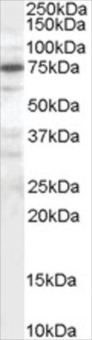 Anti-PPP1R15A/GADD34 antibody produced in goat