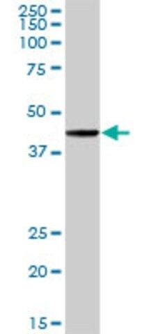 Anti-POU2F2 antibody produced in rabbit