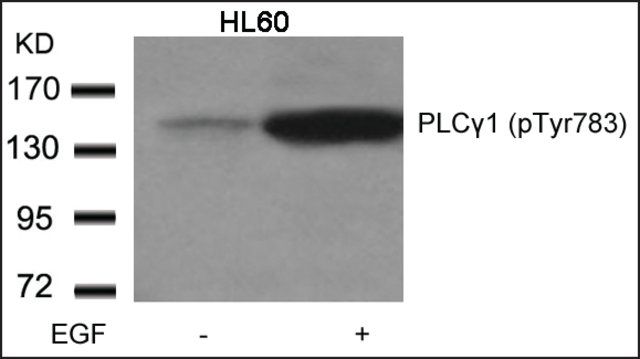 Anti-phospho-PLCG1 (pTyr<sup>783</sup>) antibody produced in rabbit