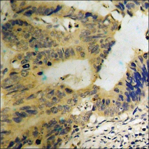 Anti-phospho-MEK1/2 (pSer<sup>217</sup>) antibody produced in rabbit