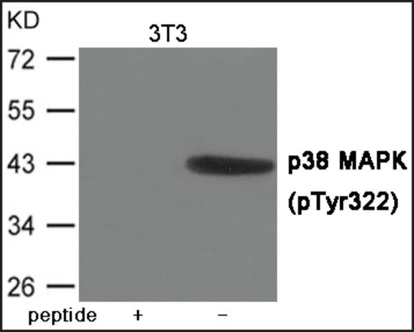 Anti-phospho-p38 MAPK (pTyr<sup>322</sup>) antibody produced in rabbit