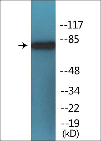 Anti-phospho-PI3-kinase p85- (pTyr<sup>607</sup>) antibody produced in rabbit