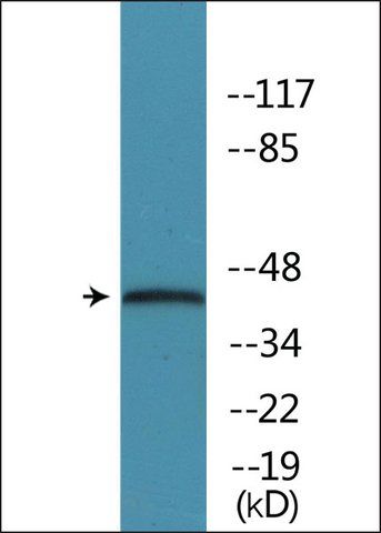 Anti-phospho-p38 MAPK (pThr<sup>179</sup>+Tyr<sup>181</sup>) antibody produced in rabbit