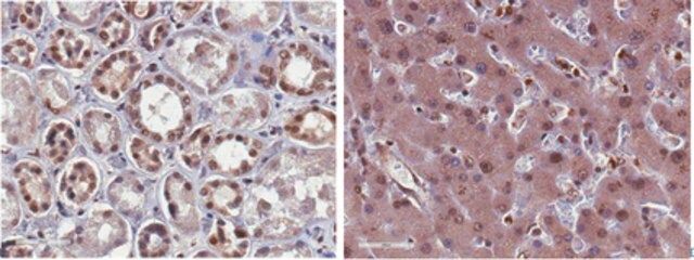 Anti-phospho-Rsk1 (Thr359/Ser363) Antibody