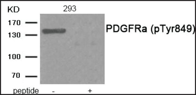 Anti-phospho-PDGFRa (pTyr<sup>849</sup>) antibody produced in rabbit