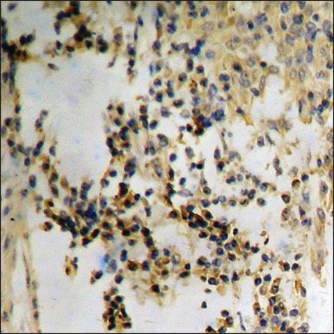 Anti-phospho-Met (pTyr<sup>1349</sup>) antibody produced in rabbit