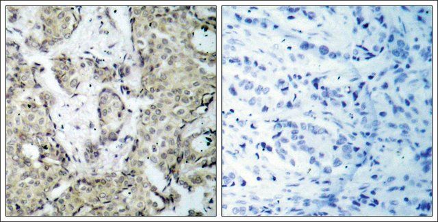 Anti-phospho-MAP2K3 (pSer<sup>189</sup>) antibody produced in rabbit