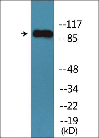 Anti-phospho-Trk B (pTyr<sup>705</sup>) antibody produced in rabbit