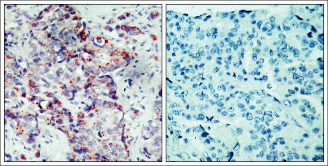 Anti-phospho-MAP2K4 (pSer<sup>80</sup>) antibody produced in rabbit