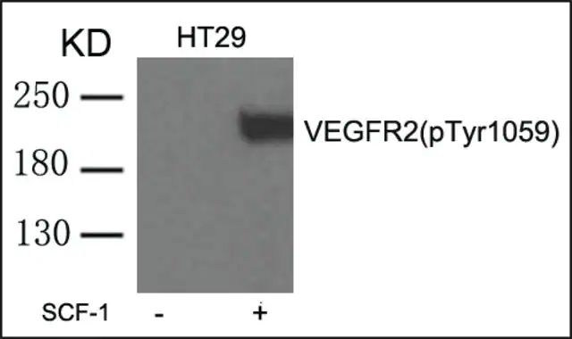 Anti-phospho-VEGFR2 (pTyr<sup>1059</sup>) antibody produced in rabbit