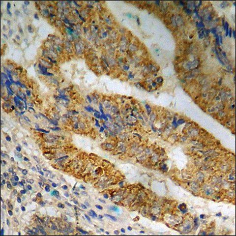 Anti-phospho-MEK1/2 (pSer<sup>221</sup>) antibody produced in rabbit