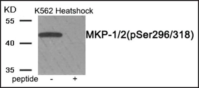 Anti-phospho-MKP-1/2 (pSer<sup>296/318</sup>) antibody produced in rabbit