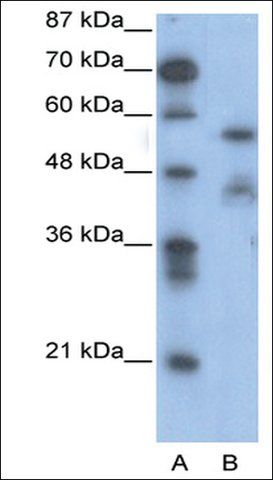 Anti-NFIA antibody produced in rabbit